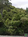 thn_NZ leden-unor 2006 243.jpg